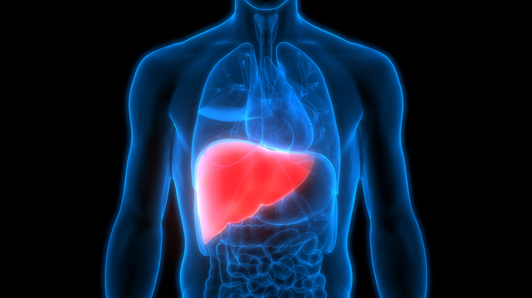 The Importance of a Healthy Liver