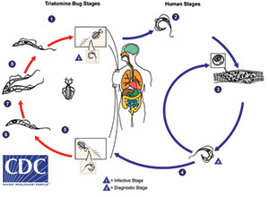 amertryp_lifecycle_mwhc-mhvi