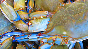 Zochert, Tasha. Blue Crabs. 2016