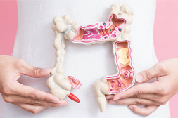 image of a person holding an anatomical model of the digestive tract